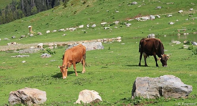 30 09 2015 01 akcija kurbana rijaset 1